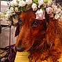 animal, brown_dog, close_up, cute, dog, domestic_animal, ears, flower, flower_crown, fur, hand, indoor, nosed, peaceful, pet, portrait, resting, soft_lighting, white_flower, wooden_surface