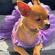 Sophie joined the competition — help win amazing prizes! adorable, animal, chihuahua, collar, costume, cute, dog, ears, fashion, fur, indoor, looking_away, paws, pet, portrait, puppy, purple_tutu, resting, small_dog, sunlight