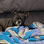 dog, black_dog, blanket, crocheted_blanket, couch, indoor, pet, relaxed, lying_down, cozy, fabric, texture, animal, companion, home, resting, small_dog, cute, soft, comfort