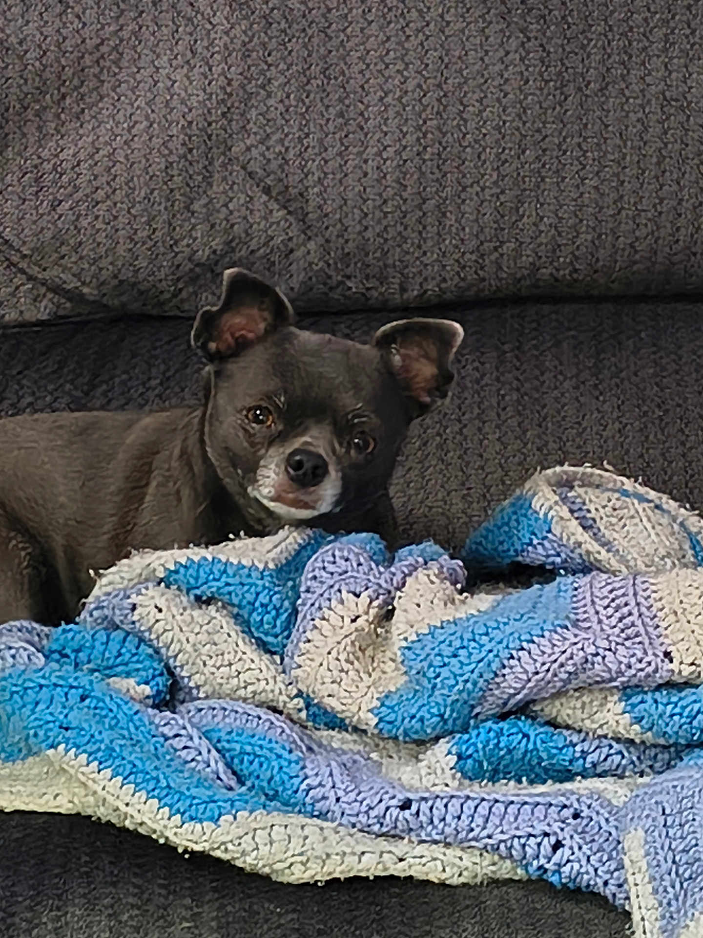 Sapphire Lynn Fisher is registered to the contest to win money with this photo: dog, black_dog, blanket, crocheted_blanket, couch, indoor, pet, relaxed, lying_down, cozy, fabric, texture, animal, companion, home, resting, small_dog, cute, soft, comfort