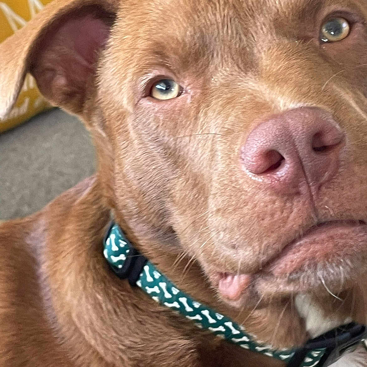 Rusty joined the competition — help win amazing prizes! animal, background_blur, brown_dog, canine, close_up, collar, dog, domestic_animal, ears, face, furry, indoor, light_eyes, looking_away, nose, pet, portrait, relaxed, whiskers, yellow_pillow