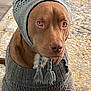 Rusty joined the competition — help win amazing prizes! dog, brown_dog, knit_sweater, bonnet, tassels, indoor, carpet, patterned_rug, pet, animal, cute, cozy, winter_clothing, canine, portrait, sitting, brown_fur, warm, fashion, domestic_animal