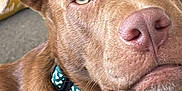 Rusty joined the competition — help win amazing prizes! dog, brown_dog, collar, pet, close_up, canine, animal, indoor, domestic_animal, furry, ears, nose, whiskers, light_eyes, relaxed, portrait, face, looking_away, background_blur, yellow_pillow