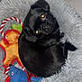 dog, puppy, black_dog, pet_bed, fluffy_bed, toy, plush_toy, indoor, cute, animal, pet, small_dog, looking_up, flash_reflection, fur, cozy, resting, adorable, companion, domestic_animal