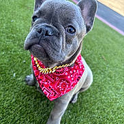 Bentley is registered to the contest to win money with this photo: dog, puppy, french_bulldog, bandana, red_bandana, gold_chain, pet, cute, outdoor, grass, greenery, animal, young_dog, close_up, sitting, adorable, portrait, fur, ears, snout