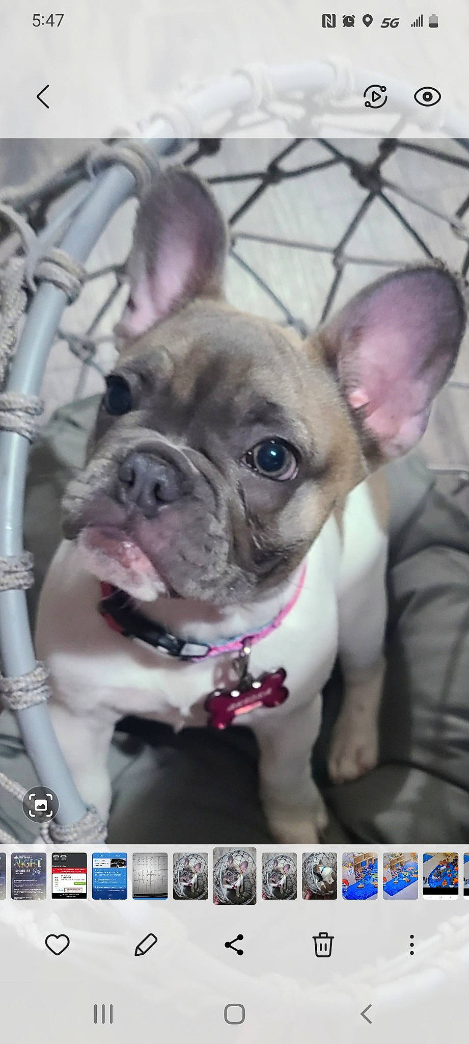 Ahsoka is registered to the contest to win money with this photo: bulldog, canidae, carnivore, collar, companion_dog, dog, dog_breed, dog_collar, ear, fawn, mammal, photo_caption, pink, snout, sporting_group, toy_dog, vertebrate, whiskers, working_animal, wrinkle