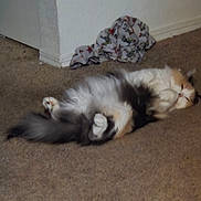Mimi joined the competition — help win amazing prizes! cat, fluffy, carpet, corner, relaxed, indoor, animal, pet, feline, sleepy, fur, white, gray, patterned_fabric, wall, baseboard, floor, cozy, resting, domestic