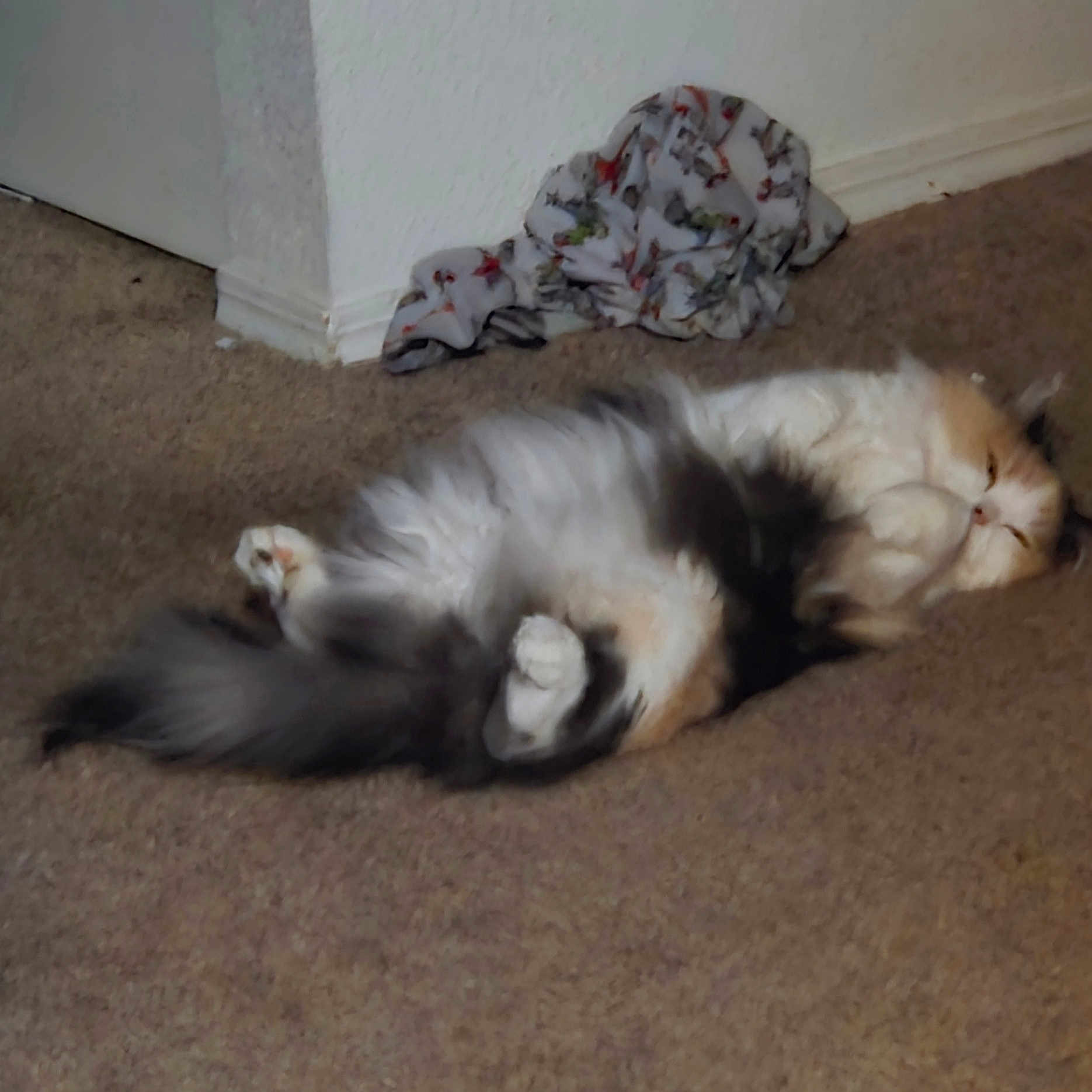 Mimi