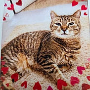 Biscuit is registered to the contest to win money with this photo: cat, tabby, feline, pet, carpet, hearts, red_hearts, lying_down, striped, whiskers, cute, domestic_animal, animal, fur, relaxed, indoor, mammal, love, cozy, resting