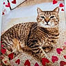 cat, tabby, feline, pet, carpet, hearts, red_hearts, lying_down, striped, whiskers, cute, domestic_animal, animal, fur, relaxed, indoor, mammal, love, cozy, resting