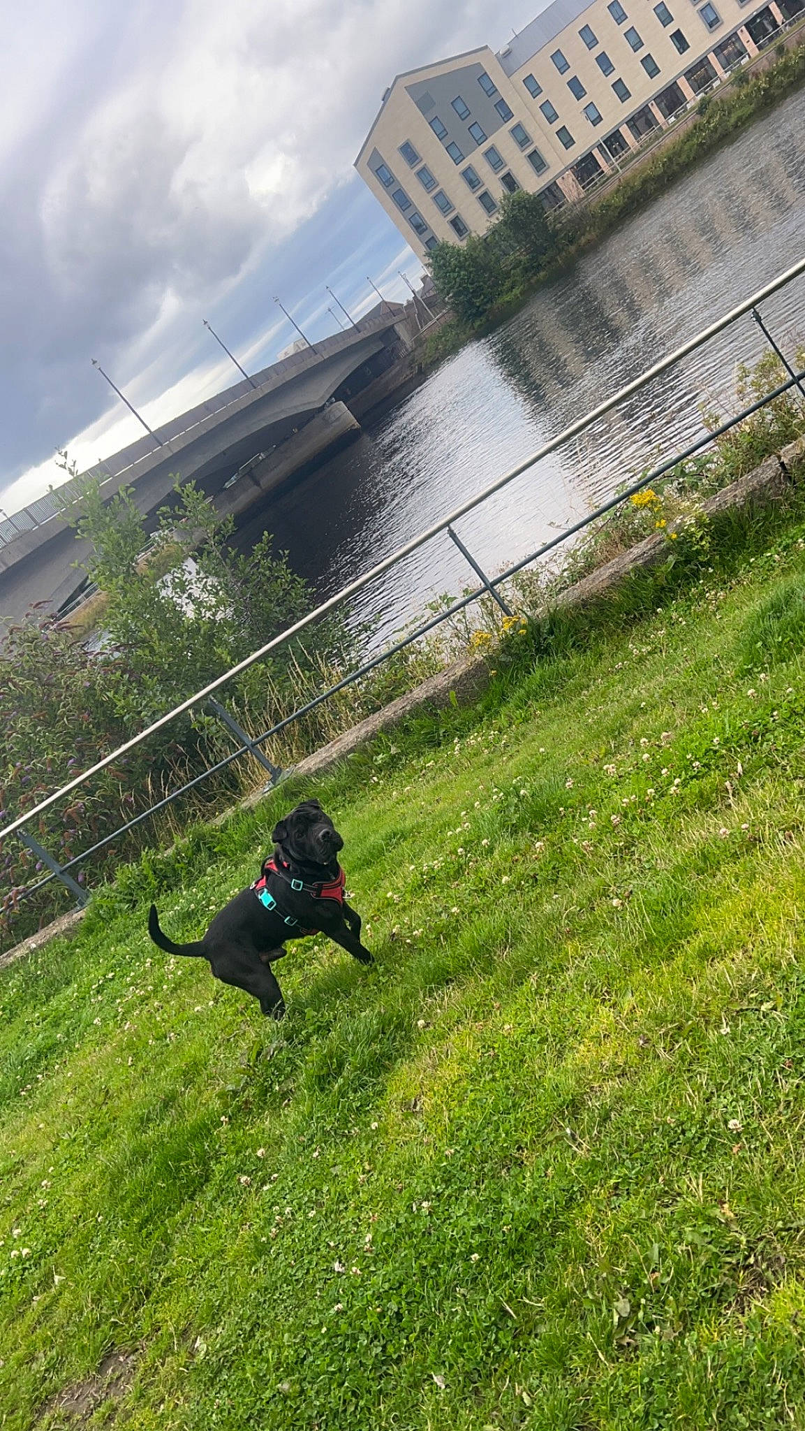 Diesel joined the competition — help win amazing prizes! building, carnivore, cloud, dog, dog_breed, fence, garden, grass, grassland, guard_dog, landscape, leisure, pasture, plant, recreation, shrub, sky, tree, water, yard