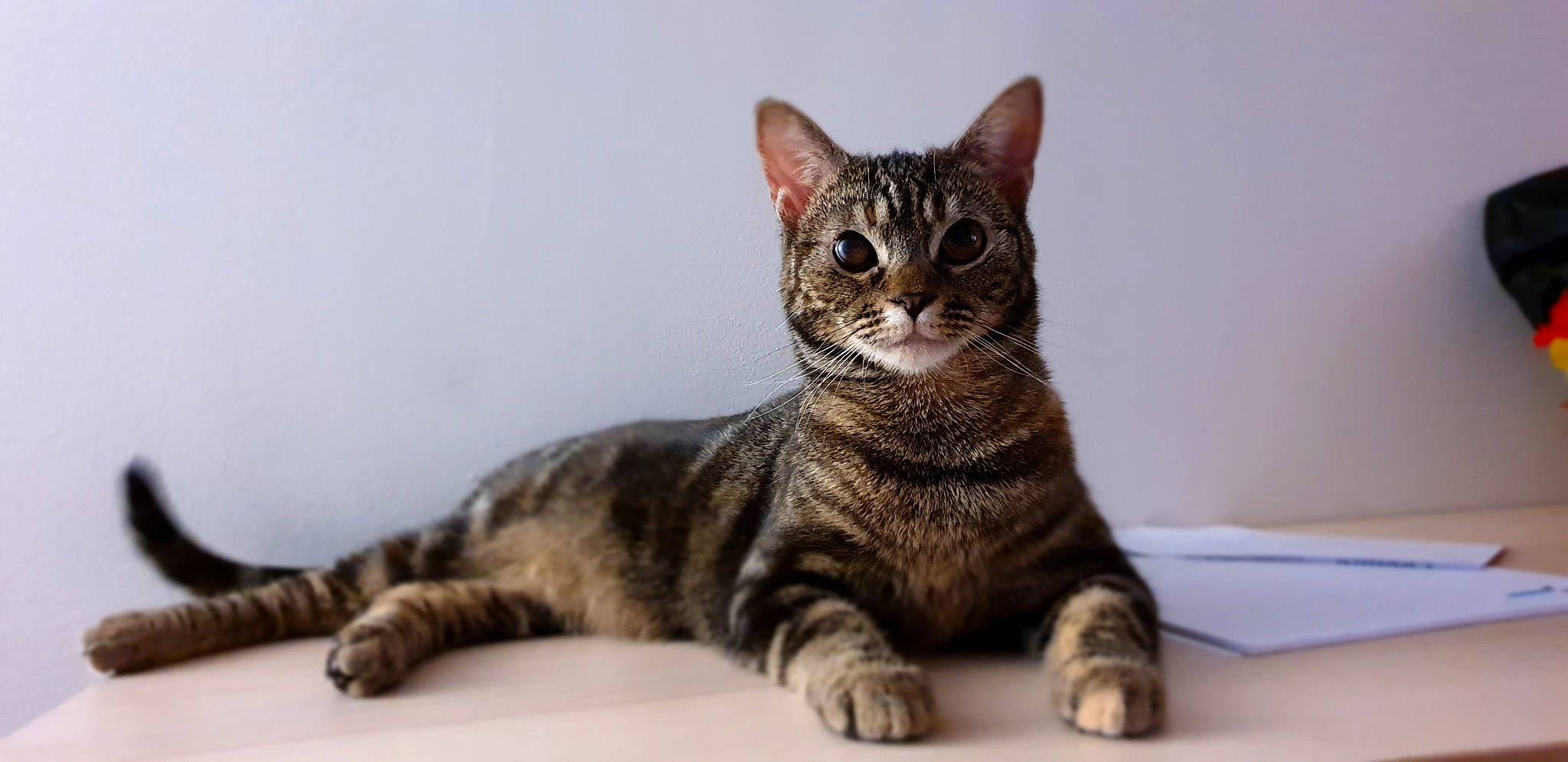 Rosa a rejoint le concours — aidez-le/la à gagner de superbes lots ! carnivore, cat, domestic_short_haired_cat, eye, felidae, fur, paw, sitting, small_to_medium_sized_cats, snout, tail, terrestrial_animal, whiskers, wildlife