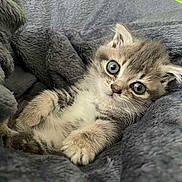 Nala a rejoint le concours — aidez-le/la à gagner de superbes lots ! kitten, cat, pet, animal, feline, cute, soft, gray_blanket, fur, whiskers, portrait, closeup, indoors, cozy, resting, young, small, eyes, paw, relaxed