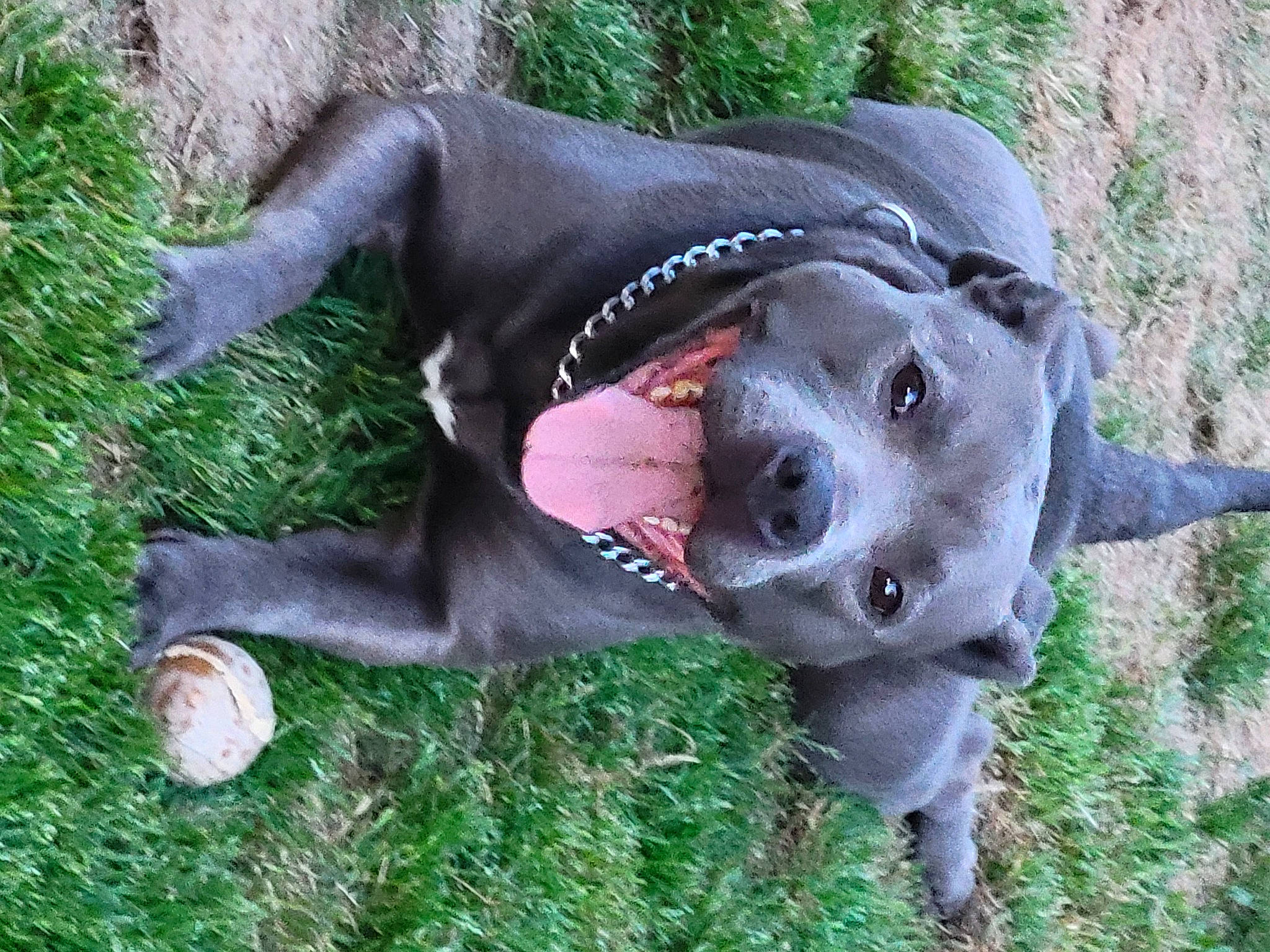 Nina Gracie joined the competition — help win amazing prizes! adventure, canidae, carnivore, collar, companion_dog, dog, dog_breed, dog_collar, dog_supply, fashion_accessory, fawn, grass, leash, personal_protective_equipment, pet_supply, plant, snout, sporting_group, terrestrial_animal, working_animal