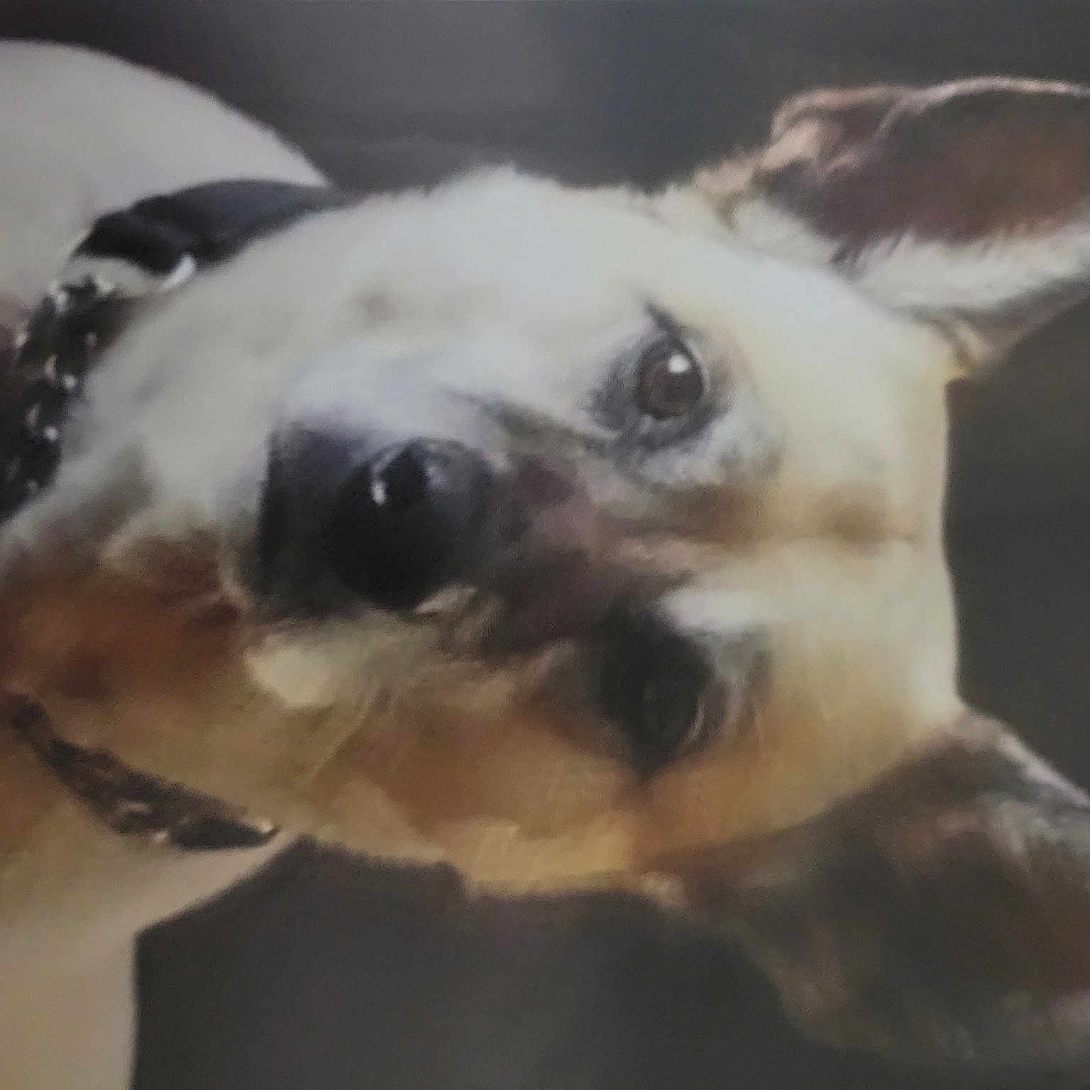 Ernie joined the competition — help win amazing prizes! canidae, carnivore, companion_dog, dog, dog_breed, ear, eye, fawn, fur, head, jaw, paw, pet_supply, plant, snout, sporting_group, terrestrial_animal, whiskers, window, working_animal