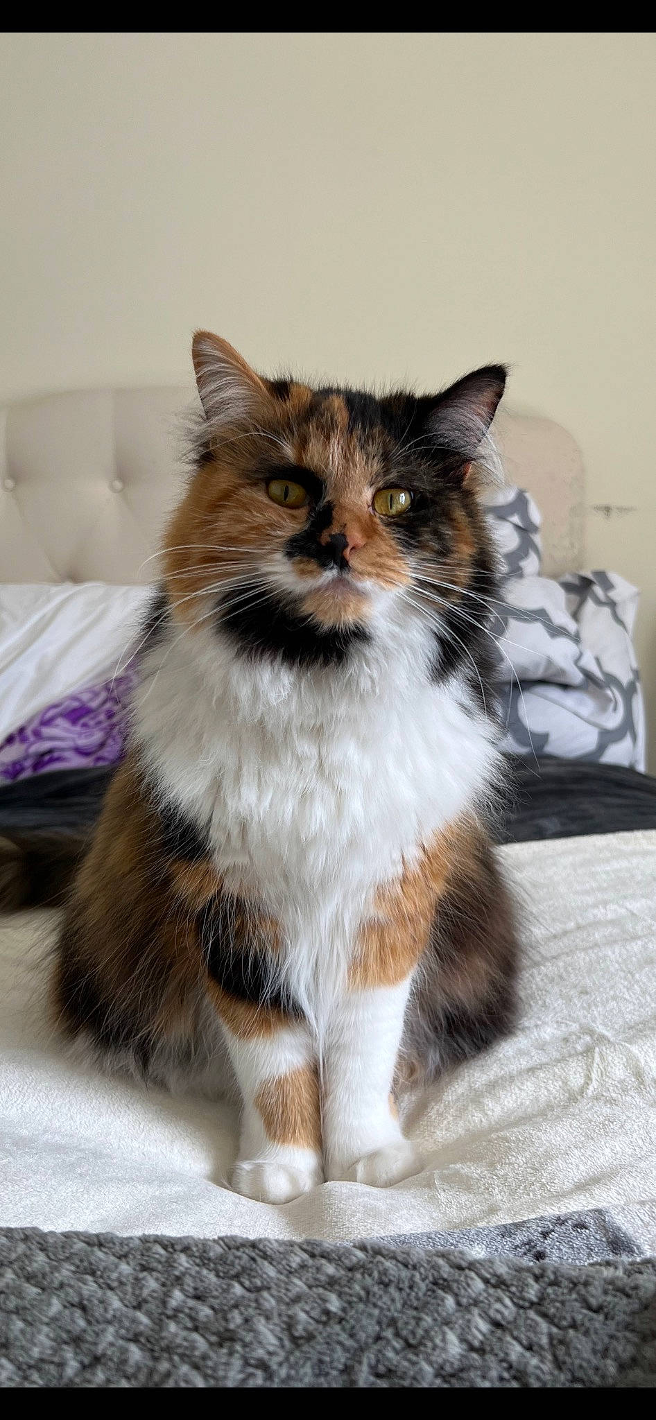 Gracie joined the competition — help win amazing prizes! art, british_longhair, carnivore, cat, claw, comfort, couch, domestic_short_haired_cat, fawn, felidae, fur, paw, sitting, small_to_medium_sized_cats, snout, tail, terrestrial_animal, whiskers