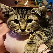 Magnus joined the competition — help win amazing prizes! cat, tabby_cat, pet, animal, face, whiskers, paw, human, hand, holding, bracelet, close_up, portrait, indoor, fur, ears, eyes, hat, accessory, cuddle