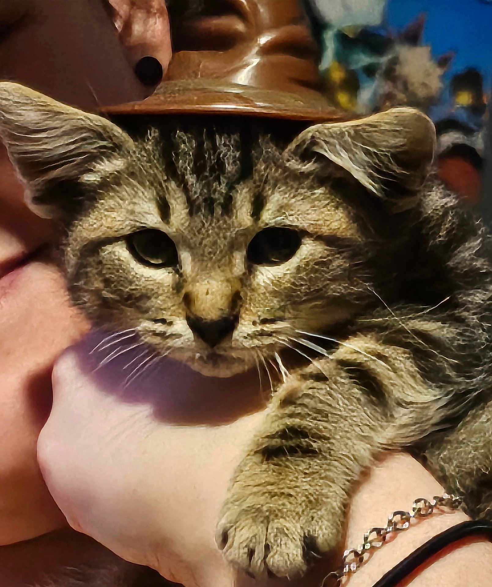 Magnus joined the competition — help win amazing prizes! cat, tabby_cat, pet, animal, face, whiskers, paw, human, hand, holding, bracelet, close_up, portrait, indoor, fur, ears, eyes, hat, accessory, cuddle