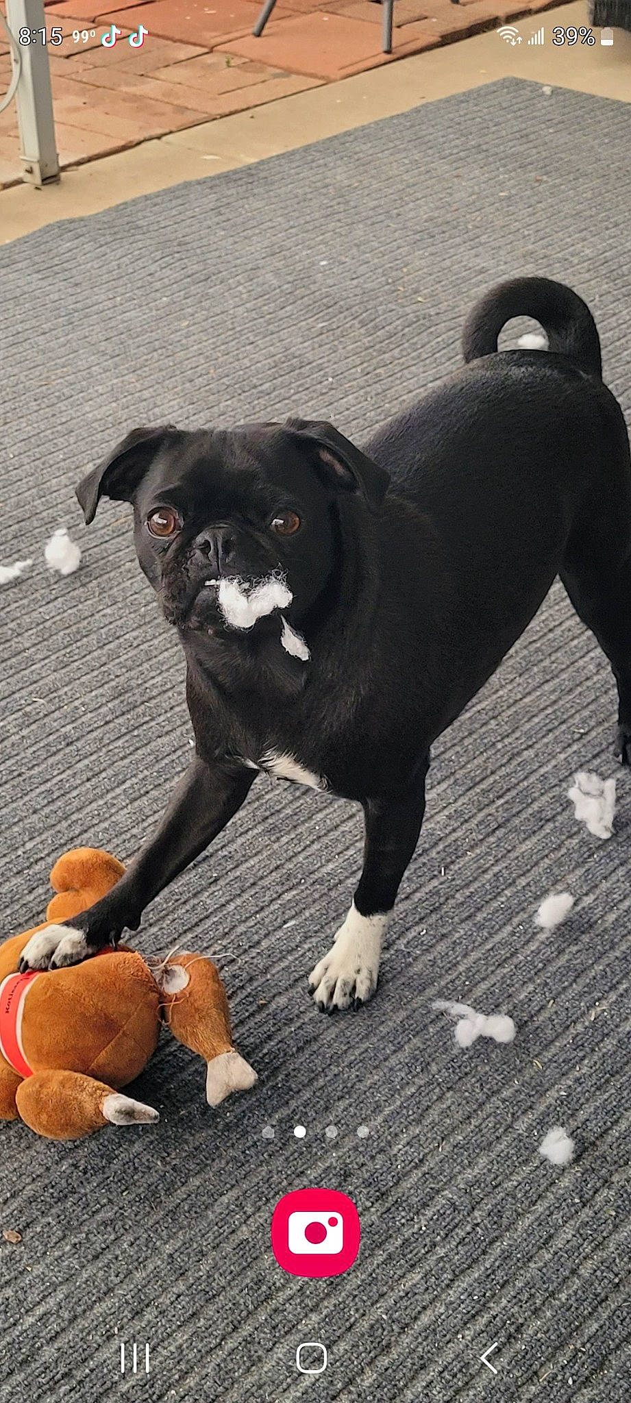 Cali is registered to the contest to win money with this photo: boston_terrier, canidae, carnivore, collar, companion_dog, dog, dog_breed, dog_collar, fashion_accessory, fawn, grey, leash, molosser, pug, snout, sporting_group, tail, toy_dog, working_animal, wrinkle