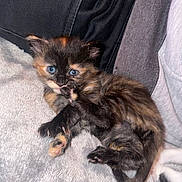 Genesis joined the competition — help win amazing prizes! kitten, cat, tortoiseshell, blue_eyes, paw, furry, cute, pet, animal, bed, blanket, soft, clothing, indoor, young, small, resting, playful, cozy, fur