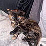 kitten, cat, tortoiseshell, blue_eyes, paw, furry, cute, pet, animal, bed, blanket, soft, clothing, indoor, young, small, resting, playful, cozy, fur