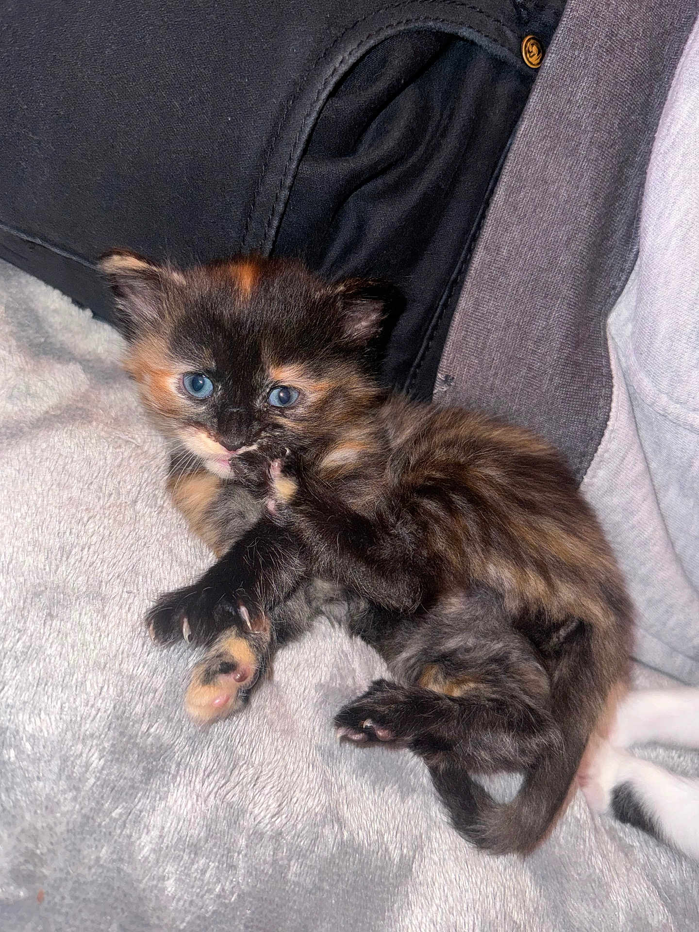 Genesis joined the competition — help win amazing prizes! kitten, cat, tortoiseshell, blue_eyes, paw, furry, cute, pet, animal, bed, blanket, soft, clothing, indoor, young, small, resting, playful, cozy, fur