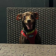 Cacao participe au concours pour gagner de l'argent avec cette photo : animal, brown_dog, canine, collar, cute, dog, door, furniture, happy, harness, outdoor, pattern, pet, sitting, small_dog, smiling, sunlight, table, tongue_out, woven_chair