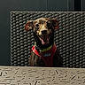 animal, brown_dog, canine, collar, cute, dog, door, furniture, happy, harness, outdoor, pattern, pet, sitting, small_dog, smiling, sunlight, table, tongue_out, woven_chair