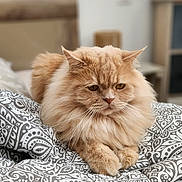 Simba participe au concours pour gagner de l'argent avec cette photo : cat, fluffy, cream_colored, bed, blanket, patterned, indoor, pet, fur, whiskers, yellow_feather, relaxed, animal, cute, resting, domestic_cat, feline, cozy, soft, portrait