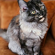 Alya a rejoint le concours — aidez-le/la à gagner de superbes lots ! cat, feline, pet, domestic_animal, fur, sitting, couch, indoor, curious, fluffy, brown, gray, white, animal, whiskers, ears, eyes, soft, blurred_background, closeup