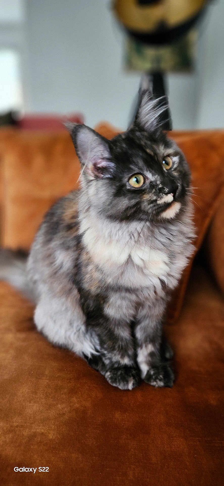 Alya a rejoint le concours — aidez-le/la à gagner de superbes lots ! cat, feline, pet, domestic_animal, fur, sitting, couch, indoor, curious, fluffy, brown, gray, white, animal, whiskers, ears, eyes, soft, blurred_background, closeup