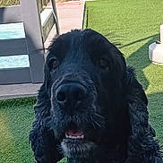 Socrate participe au concours pour gagner de l'argent avec cette photo : dog, black_dog, curly_fur, pet, animal, close_up, outdoor, grass, artificial_grass, collar, furniture, daylight, portrait, canine, snout, ears, tongue, mouth_open, garden, leisure