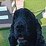 dog, black_dog, curly_fur, pet, animal, close_up, outdoor, grass, artificial_grass, collar, furniture, daylight, portrait, canine, snout, ears, tongue, mouth_open, garden, leisure