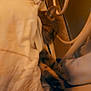 Mounette participe au concours pour gagner de l'argent avec cette photo : adult, animal, antelope, antler, back, bodypart, bride, cattle, clinic, clothing, deer, elk, female, finger, hand, impala, livestock, person, wedding, woman
