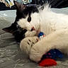Tallulah joined the competition — help win amazing prizes! cat, black_and_white_cat, pet, animal, lying_down, playful, toy, blue_toy, red_toy, fluffy, fur, whiskers, eyes, paws, belly, bed, blanket, indoor, close_up, cute