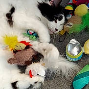 Tallulah is registered to the contest to win money with this photo: cat, black_and_white, fluffy, lying_down, sleepy, pet, animal, whiskers, ears, paws, fur, toys, stuffed_animal, playroom, carpet, indoor, colorful, relaxed, close_up, portrait