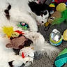 cat, black_and_white, fluffy, lying_down, sleepy, pet, animal, whiskers, ears, paws, fur, toys, stuffed_animal, playroom, carpet, indoor, colorful, relaxed, close_up, portrait
