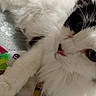 Tallulah joined the competition — help win amazing prizes! cat, black_and_white, fluffy, longhaired, pet, animal, feline, closeup, portrait, lying_down, relaxed, green_eyes, whiskers, pink_nose, paw, feather_toy, colorful_toy, blanket, indoor, cozy