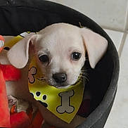 Peewee is registered to the contest to win money with this photo: animal, bib, bone_pattern, carrier, close_up, collar, crate, cute, dog, ears, eyes, face, indoor, muzzle, nose, pet, portrait, puppy, small_dog, white_dog