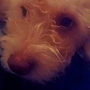 Baby Girl joined the competition — help win amazing prizes! dog, close_up, curly_hair, fluffy, pet, animal, face, nose, eye, portrait, cozy, soft_lighting, cute, furry, domestic_animal, indoor, warm, companion, friend, adorable