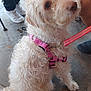 Baby Girl is registered to the contest to win money with this photo: dog, curly_hair, pink_harness, leash, pet, sitting, concrete_floor, outdoor, people, shoes, legs, black_pants, white_shoes, casual, cute, animal, canine, friendly, attention, brown_nose