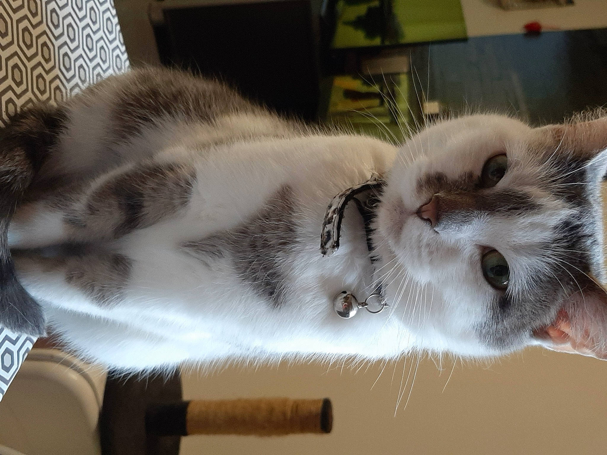 Poussinette participe au concours pour gagner de l'argent avec cette photo : asian, carnivore, cat, domestic_short_haired_cat, ear, european_shorthair, fawn, felidae, fur, kitten, munchkin, paw, scottish_fold, small_to_medium_sized_cats, snout, whiskers