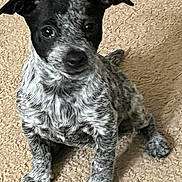 Odee joined the competition — help win amazing prizes! adorable, alert, animal, black_and_white, carpet, companion, cute, dog, domestic_animal, ears_up, friendly, fur_texture, indoor, looking_up, pet, puppy, sitting, small_dog, speckled_fur, young_dog