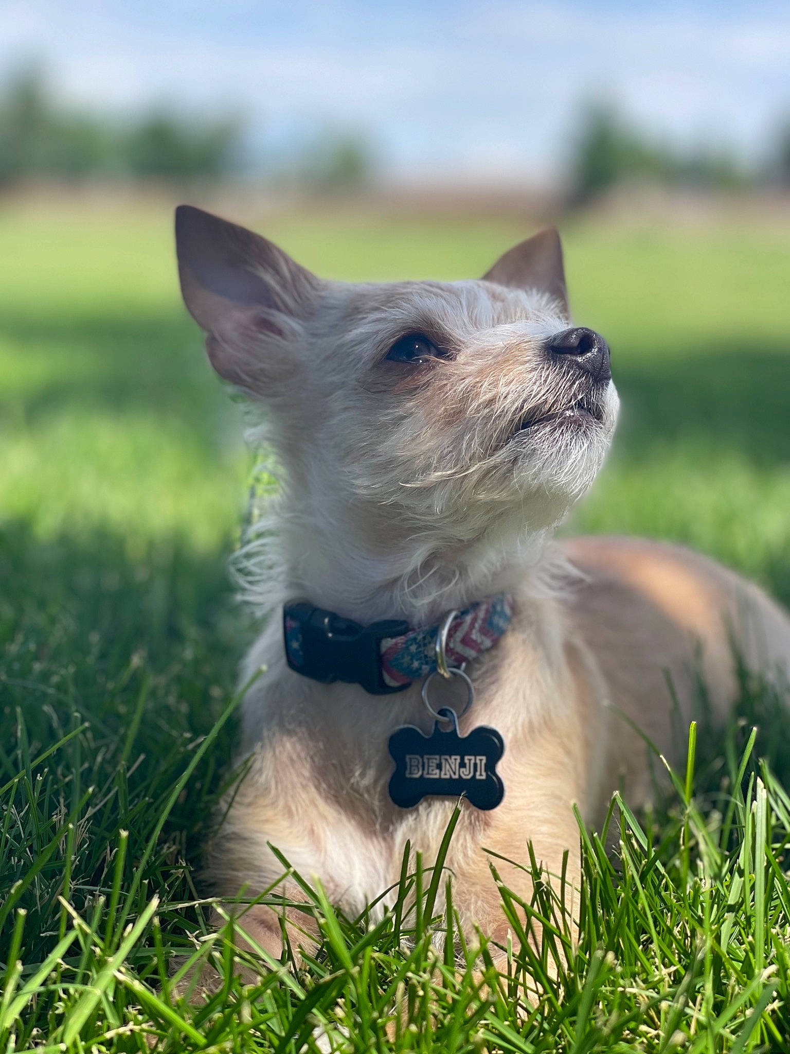 Benji is registered to the contest to win money with this photo: carnivore, collar, companion_dog, dog, dog_breed, dog_collar, dog_supply, fawn, grass, grassland, plant, sky, small_terrier, snout, sunglasses, terrestrial_animal, terrier, toy_dog, whiskers, working_animal