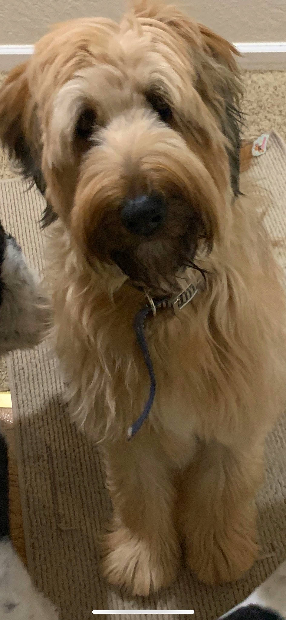 Lillian is registered to the contest to win money with this photo: briquet_griffon_vendeen, canidae, carnivore, catalan_sheepdog, companion_dog, dog, dog_breed, dutch_smoushond, glen_of_imaal_terrier, irish_soft_coated_wheaten_terrier, mammal, pyrenean_shepherd, rare_breed_dog, sapsali, schnoodle, snout, sporting_lucas_terrier, terrier, tibetan_terrier, vertebrate