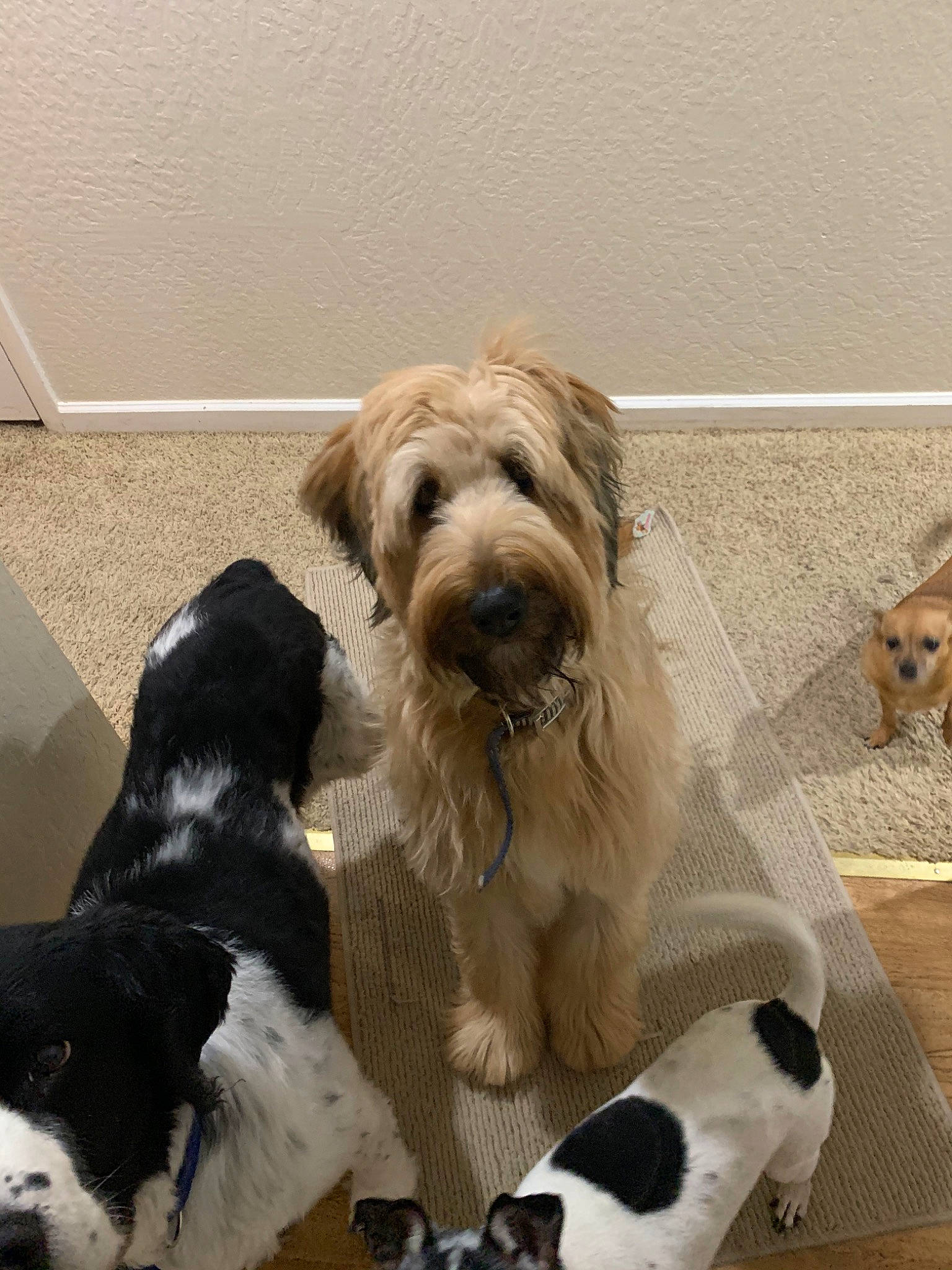 Lillian joined the competition — help win amazing prizes! briquet_griffon_vendeen, canidae, carnivore, catalan_sheepdog, companion_dog, dog, dog_breed, grand_basset_griffon_vendeen, mammal, petit_basset_griffon_vendeen, polish_lowland_sheepdog, rare_breed_dog, sapsali, schapendoes, snout, sporting_group, sporting_lucas_terrier, terrier, tibetan_terrier, vertebrate