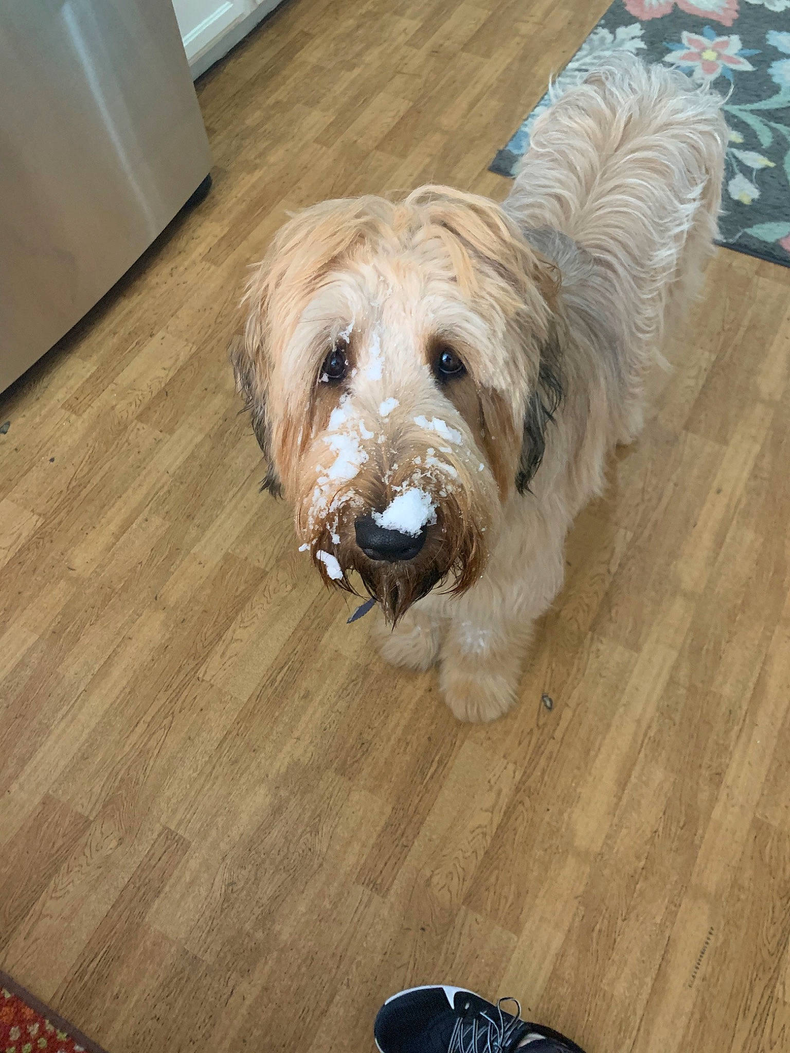 Lillian joined the competition — help win amazing prizes! bearded_collie, briquet_griffon_vendeen, canidae, carnivore, catalan_sheepdog, companion_dog, dog, dog_breed, glen_of_imaal_terrier, grand_basset_griffon_vendeen, irish_soft_coated_wheaten_terrier, mammal, petit_basset_griffon_vendeen, polish_lowland_sheepdog, sapsali, small_terrier, sporting_lucas_terrier, terrier, tibetan_terrier, vertebrate