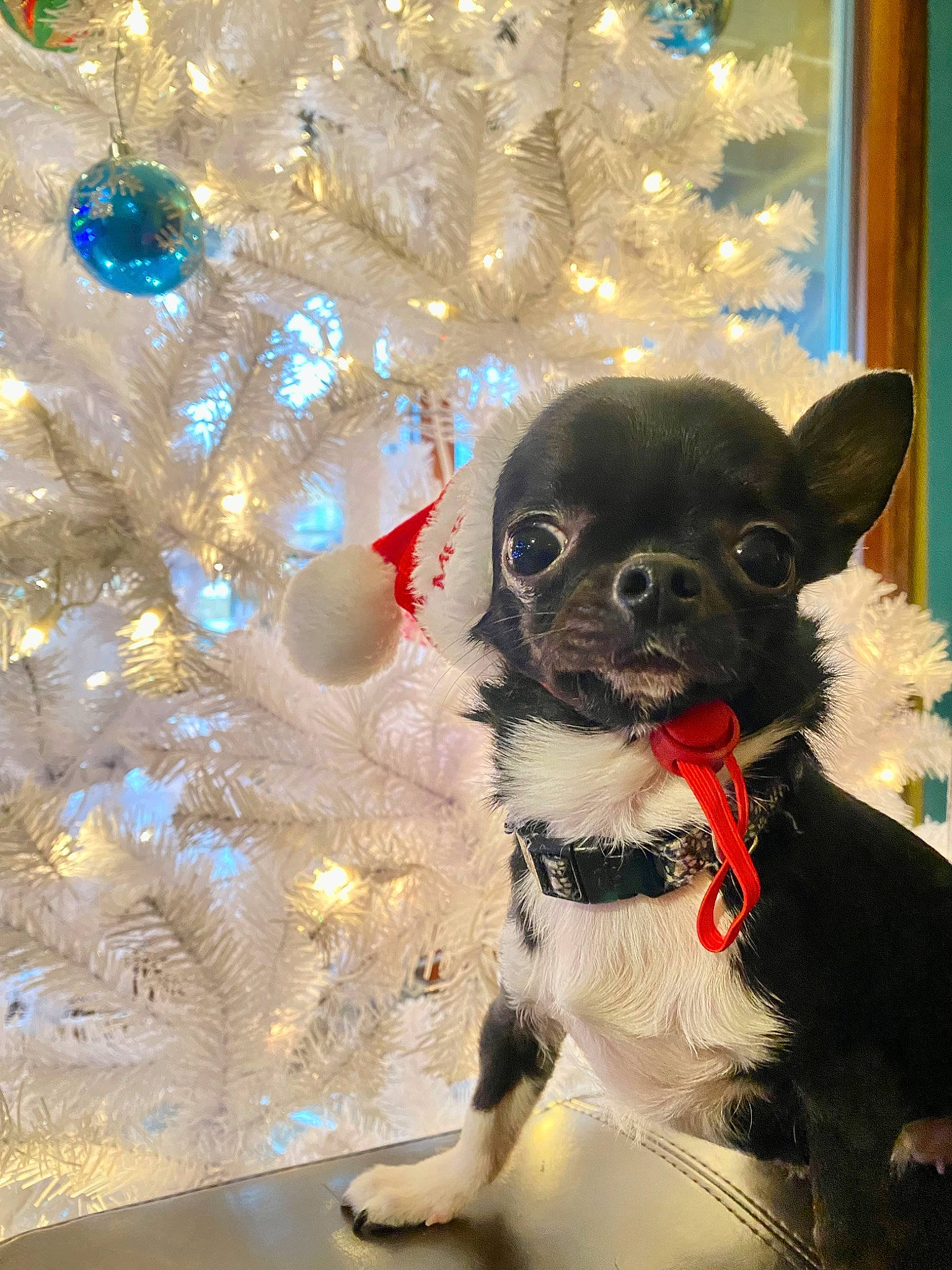 Mia joined the competition — help win amazing prizes! carnivore, christmas_ornament, christmas_tree, collar, companion_dog, dog, dog_breed, dog_collar, dog_supply, event, eyewear, fawn, holiday_ornament, ornament, party_hat, snout, toy_dog, whiskers, white, working_animal