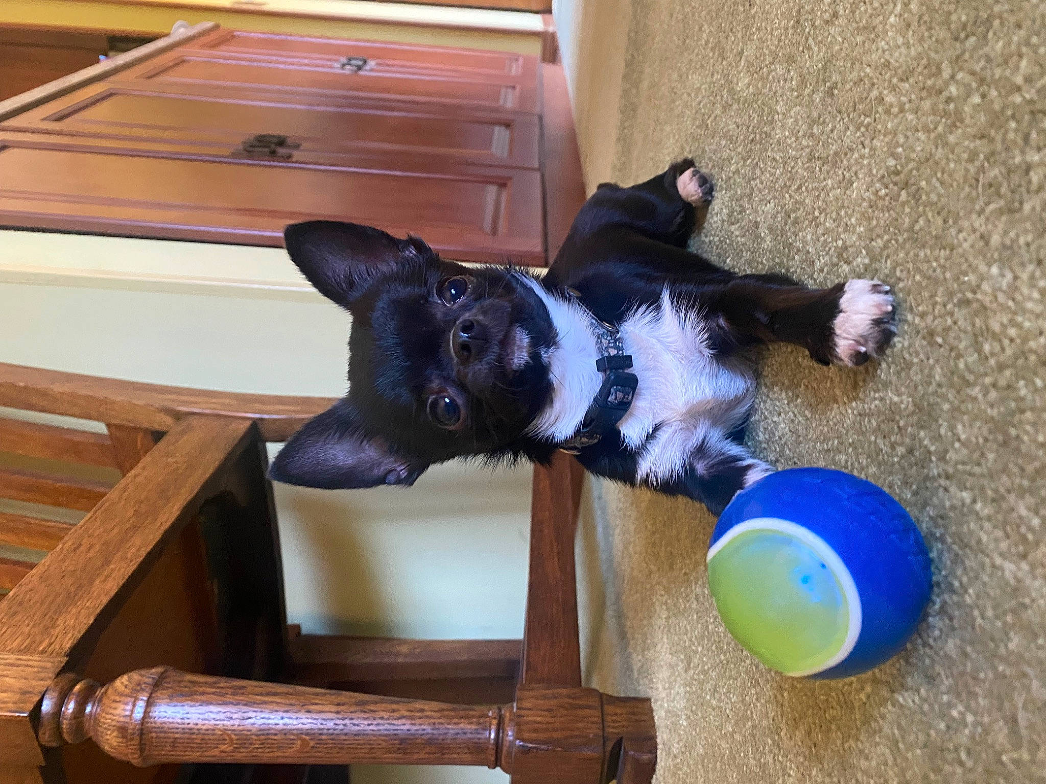 Mia joined the competition — help win amazing prizes! ball, balloon, carnivore, companion_dog, dog, dog_breed, dog_supply, electric_blue, fawn, flooring, fur, hardwood, plywood, sporting_group, tail, toy, varnish, wood, wood_stain, working_animal