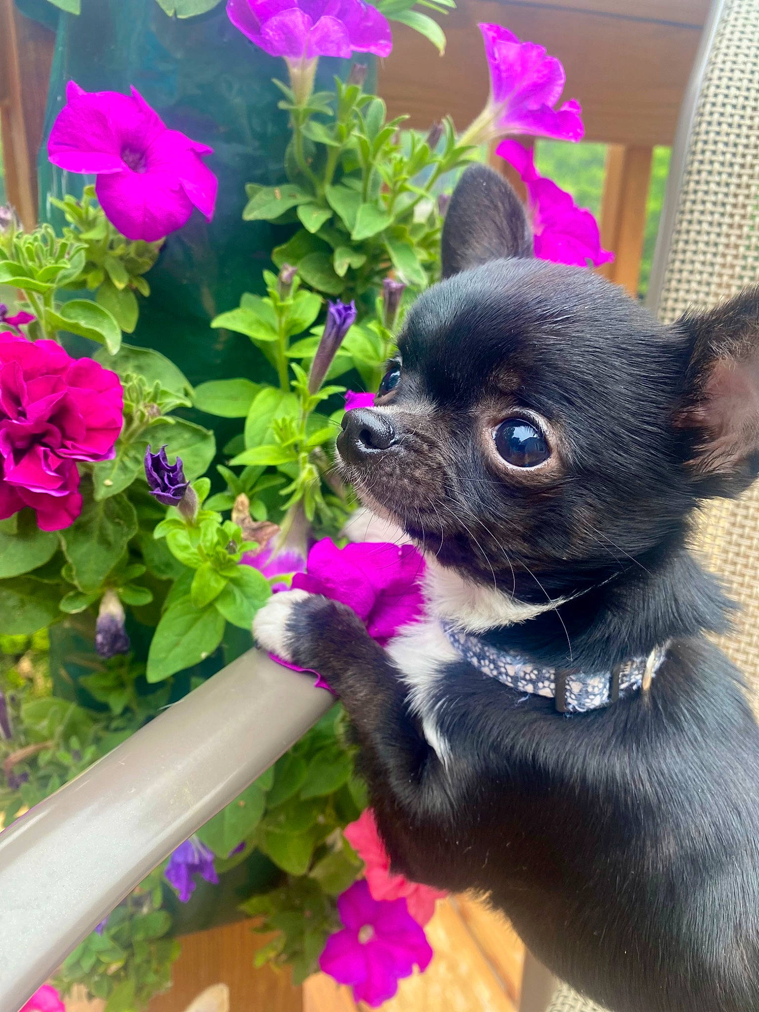 Mia is registered to the contest to win money with this photo: carnivore, collar, companion_dog, dog, dog_breed, dog_collar, dog_supply, fawn, flower, groundcover, magenta, pet_supply, petal, pink, plant, purple, snout, toy_dog, violet, working_animal
